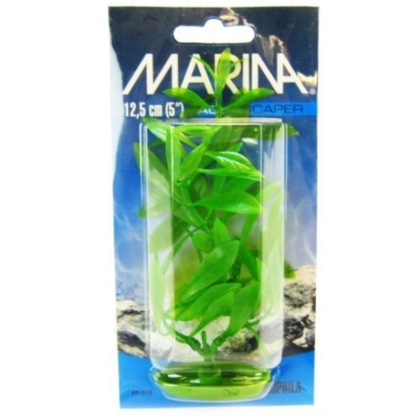 Marina Hygrophila Plant - 5\